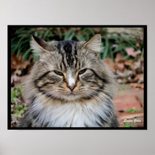 Maine Coon Kat Portret Foto Poster 
