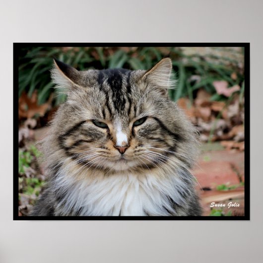 Maine Coon Kat Portret Foto Poster (Voorkant)