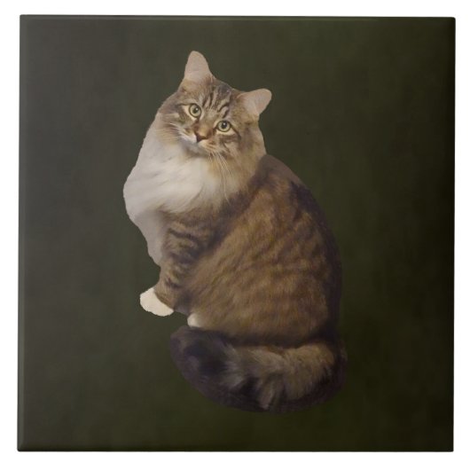Maine Coon Kat Portret Tegeltje (Voorkant)