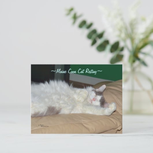 Maine Coon kat slapen Briefkaart (Staand voorkant)