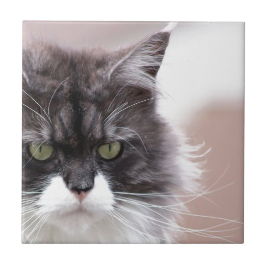 Maine Coon Kat Tegeltje (Voorkant)