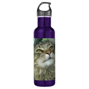 Maine Coon kat Waterfles