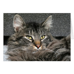 Maine Coon kattegezicht