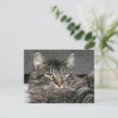 Maine Coon kattegezicht Briefkaart (Staand voorkant)