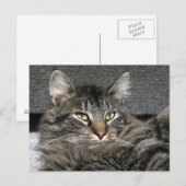 Maine Coon kattegezicht Briefkaart (Voorkant / Achterkant)