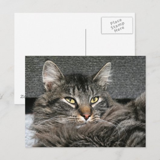 Maine Coon kattegezicht Briefkaart (Voorkant / Achterkant)