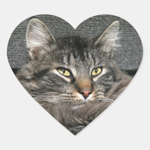 Maine Coon kattegezicht Hart Sticker