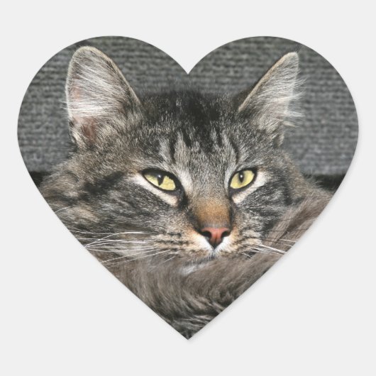 Maine Coon kattegezicht Hart Sticker (Voorkant)