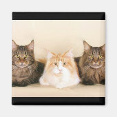 Maine coon katten magneet (Voorkant)