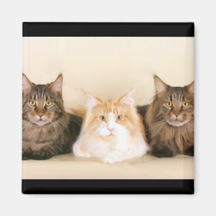 Maine coon katten magneet