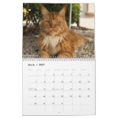 Maine Coon Katten | Main Coon Leven Kalender (Mar 2027)