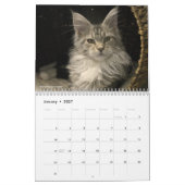 Maine Coon Katten | Main Coon Leven Kalender (Jan 2027)