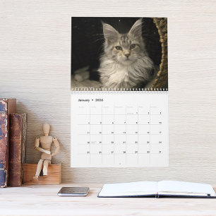 Maine Coon Katten   Maine Coon Leven Kalender