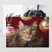 Maine Coon Kerstkat Feestdagenkaart (Voorkant / Achterkant)
