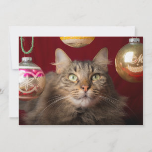 Maine Coon Kerstmis Feestdagenkaart