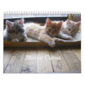 Maine Coon Kitten Agenda Kalender (Hoes)