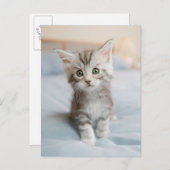 Maine Coon Kitten Briefkaart (Voorkant / Achterkant)