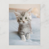 Maine Coon Kitten Briefkaart (Voorkant)