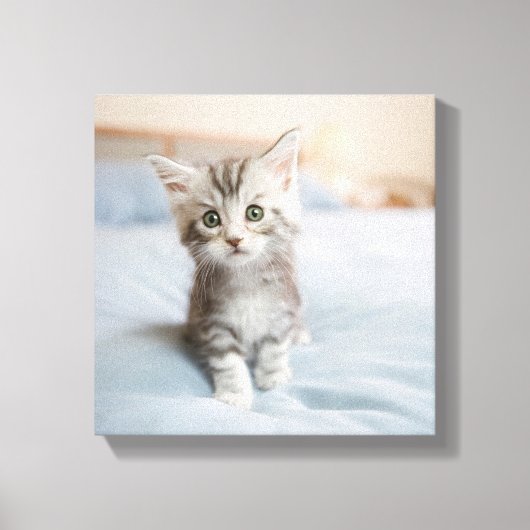 Maine Coon Kitten Canvas Afdruk (Voorkant)