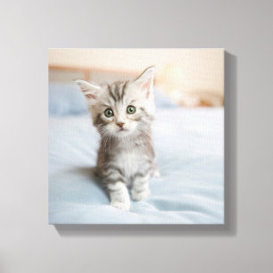 Maine Coon Kitten Canvas Afdruk