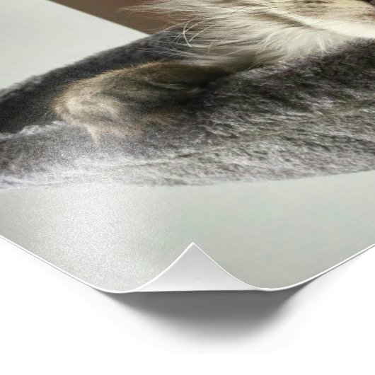 Maine Coon Kitten Foto afdrukken (Hoek)