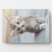 Maine Coon Kitten Fotoplaat (voorkant)