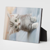 Maine Coon Kitten Fotoplaat (Zijkant)