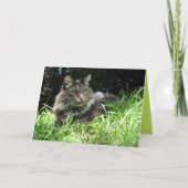 Maine Coon Kitten Kat Cute Aanpasbare Kaart (Voorkant)