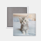 Maine Coon Kitten Magneet (Voorkant / Achterkant)