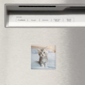 Maine Coon Kitten Magneet (Insitu (Vaatwasser))
