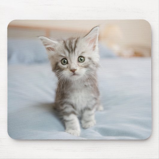 Maine Coon Kitten Muismat (Voorkant)