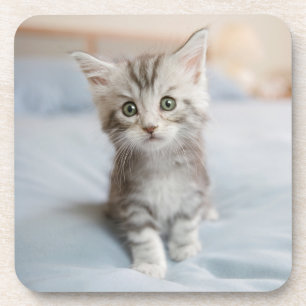 Maine Coon Kitten Onderzetter