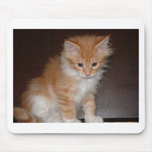 maine coon kitten.png muismat (Voorkant)
