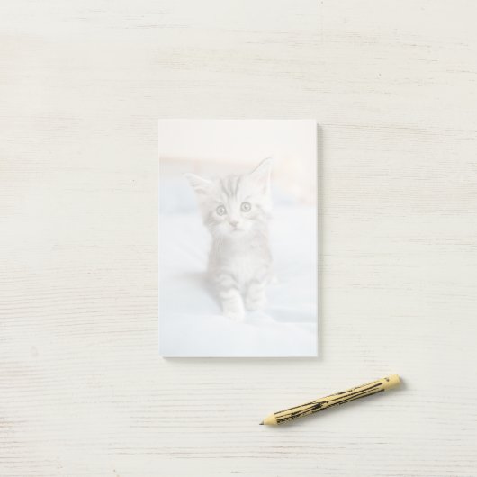 Maine Coon Kitten Post-it® Notes (Op bureau)