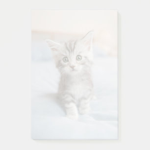 Maine Coon Kitten Post-it® Notes