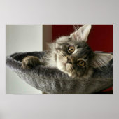 Maine Coon Kitten Poster (Voorkant)