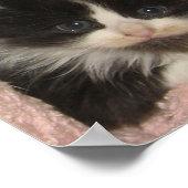 Maine Coon Kitten Poster (Hoek)