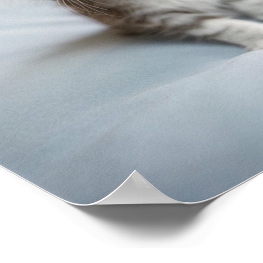 Maine Coon Kitten Poster (Hoek)