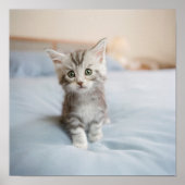 Maine Coon Kitten Poster (Voorkant)