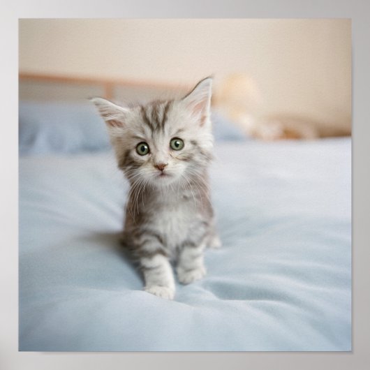 Maine Coon Kitten Poster (Voorkant)
