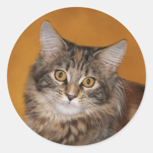Maine Coon kitten Ronde Sticker