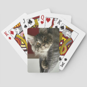 Maine Coon Kitten Speelkaarten