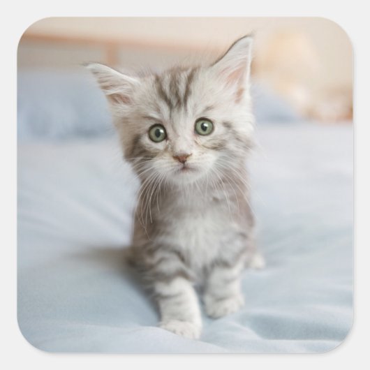 Maine Coon Kitten Vierkante Sticker (Voorkant)
