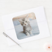 Maine Coon Kitten Vierkante Sticker (Envelop)