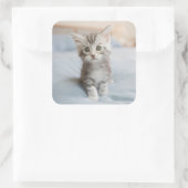 Maine Coon Kitten Vierkante Sticker (Tas)