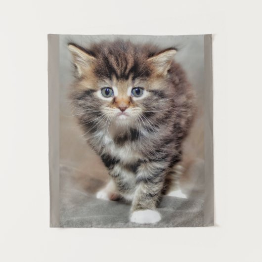 Maine Coon Kitten Wandkleed (Voorkant)