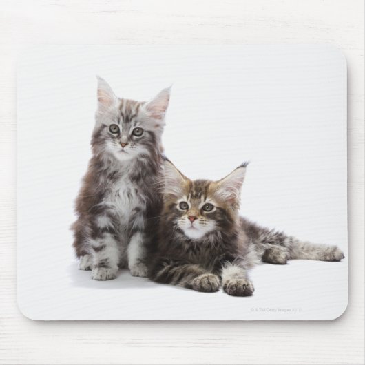 Maine Coon Kittens Muismat (Voorkant)