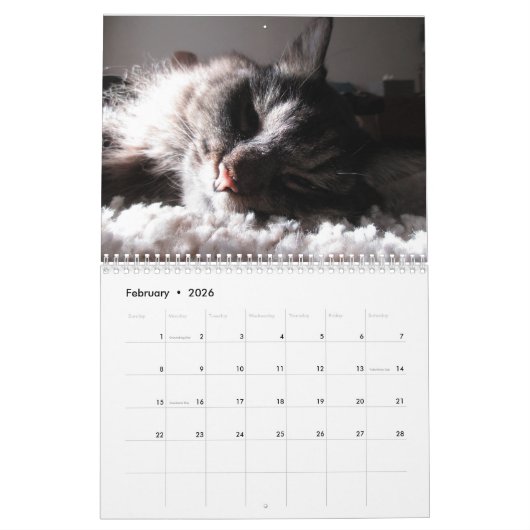 Maine Coon Kitty Cat Calendar Kalender (Feb 2026)