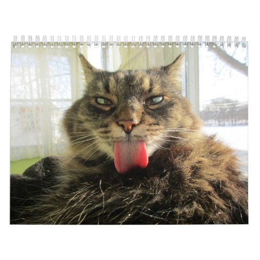 Maine Coon Kitty Cat Calendar Kalender (Hoes)