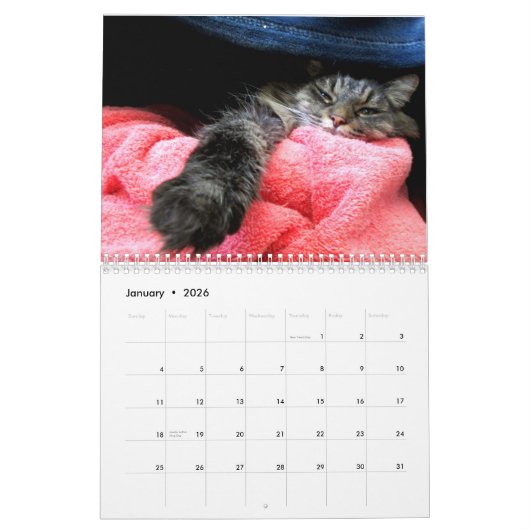 Maine Coon Kitty Cat Calendar Kalender (Jan 2026)